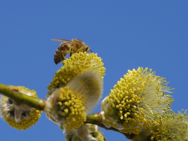 Nahaufnahme - Biene auf Weidenblüte #FopaNet