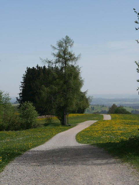 auf dem Panoramaweg Oy-Mittelberg im Frühling