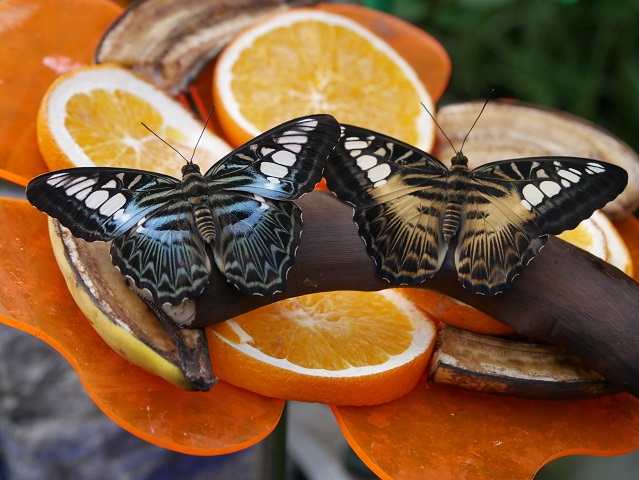 exotische Schmetterlinge in der Schmetterlings-Erlebniswelt Pfronten