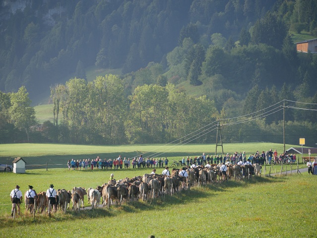 Herde von der Alpe Hinteregg beim Viehscheid Bolsterlang