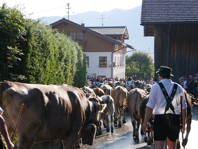 Hirt und Herde von hinten beim Viehscheid Bolsterlang