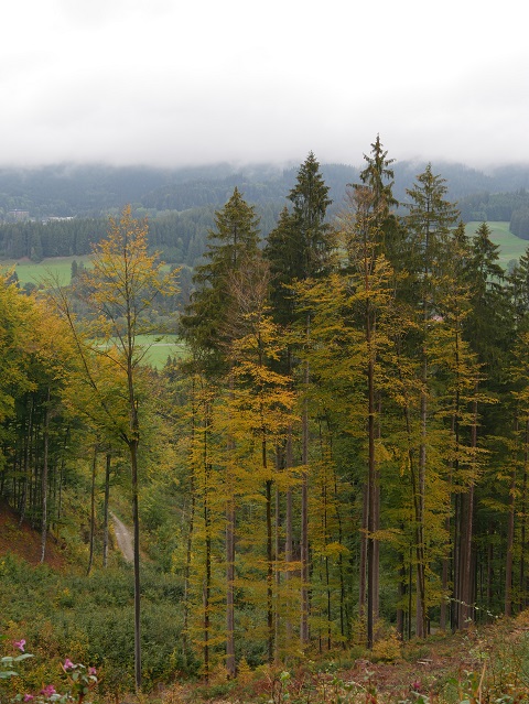 Herbstwald bei Kleinweiler im Oberallgäu