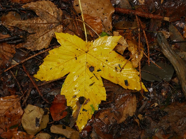 gelbes Ahornblatt im Regen