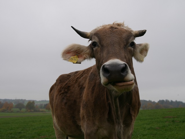 Tierisch - skeptische Kuh #FopaNet