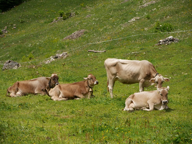 glückliche Kühe an der Alpe Melköde