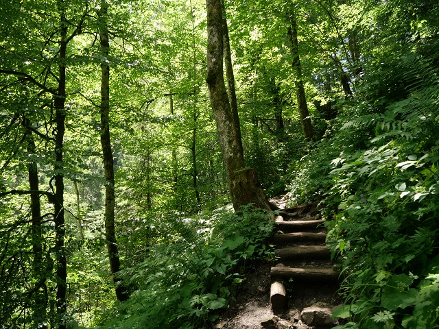 Aufstieg von der Starzlachklamm zur Alpe Topfen