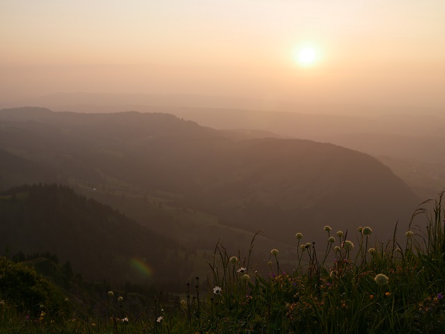 Bergblumen auf dem Hochgrat im Licht der untergehenden Sonne