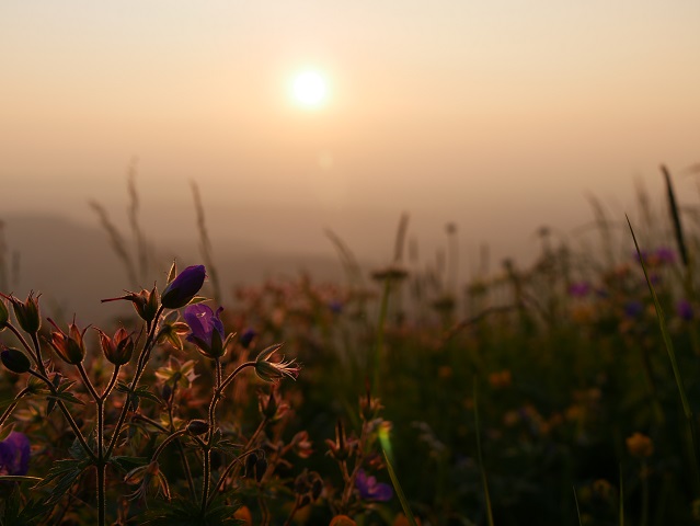 Bergblumen im Sonnenuntergang