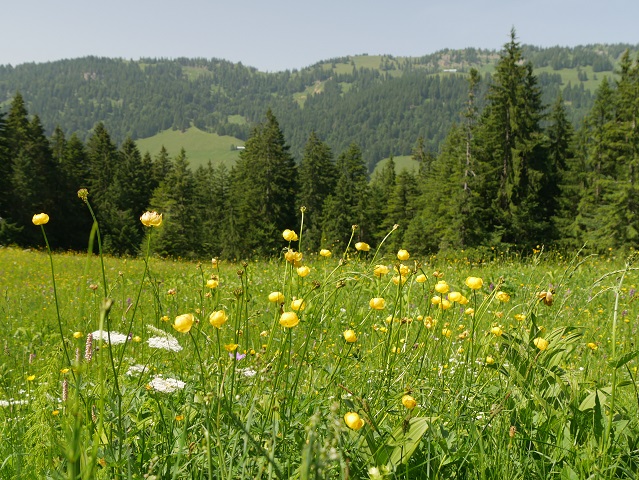 Bergwiese mit Trollblumen bei Balderschwang im Allgäu