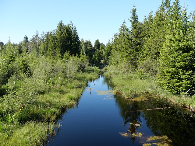 Blick auf Tümpel und Moor