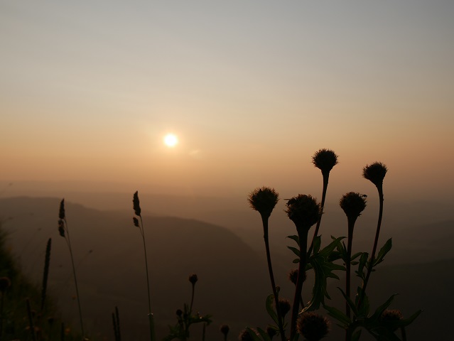 Blümchen im Sonnenuntergang