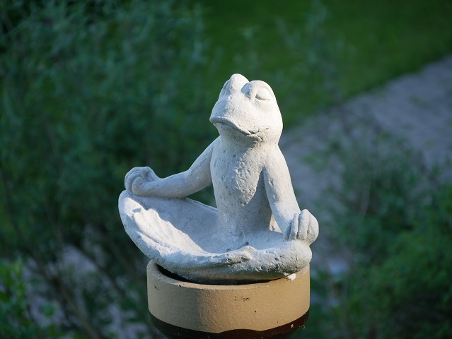 meditierender Frosch