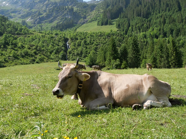 Chiller-Kuh im Tannheimer Tal