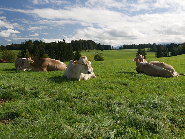 Allgäuidyll - Kühe auf der Weide