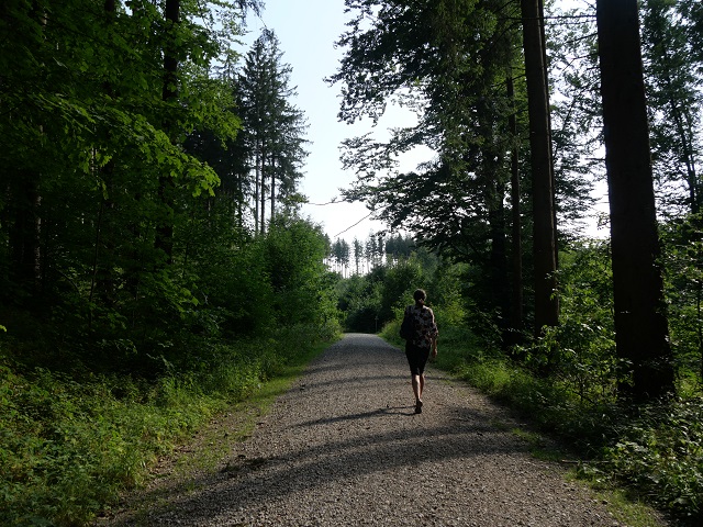 Durch den Wald bei Bad Grönenbach