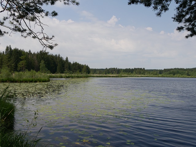 Elbsee im Sommer