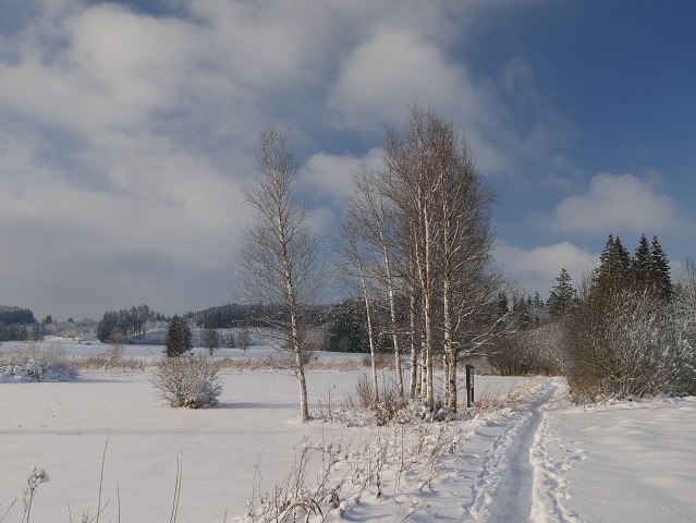 Moorlandschaft im Winter am Elbsee