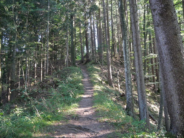 Gratweg im Wald