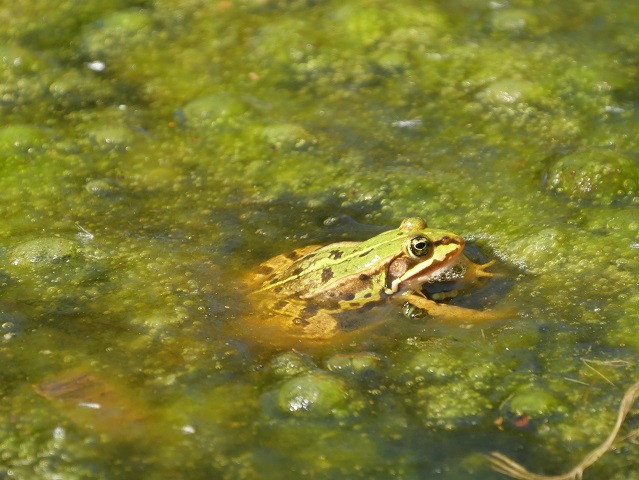 Grünfrosch beim Chillen