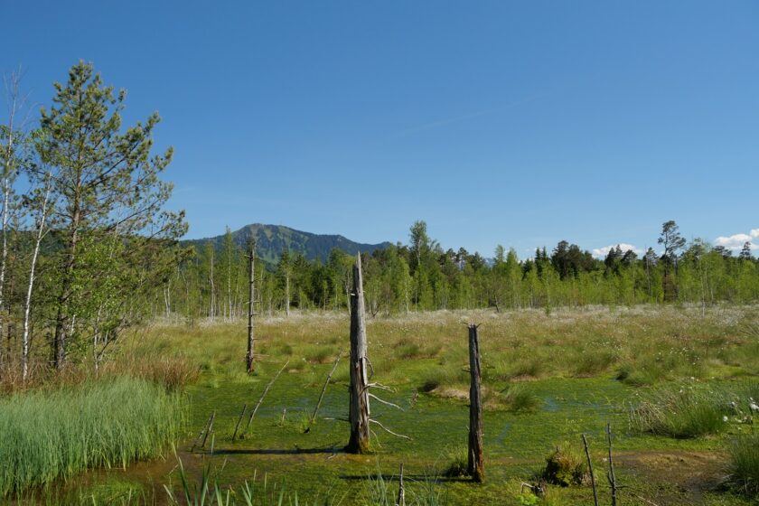 Grüntenblick vom Werdensteiner Moos