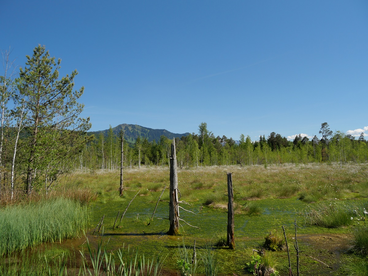 Grüntenblick vom Werdensteiner Moos