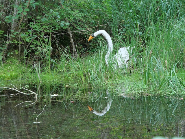 Holzschwan am Teich 