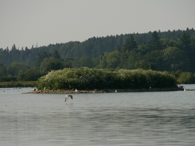 Insel mit Vögeln auf dem Kardorfer Stausee