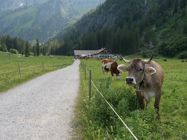 Kühe auf einer Bergweide im Tannheimer Tal