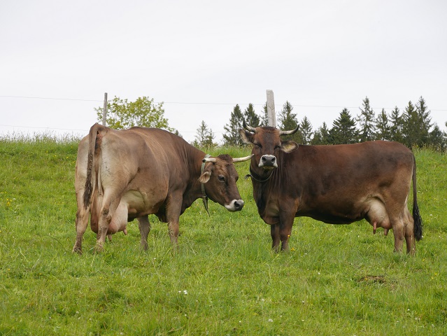 Entspannte Kühe im Allgäuer Bergbauernmuseum