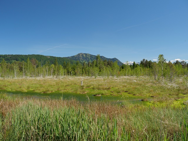 Moor und Grünten