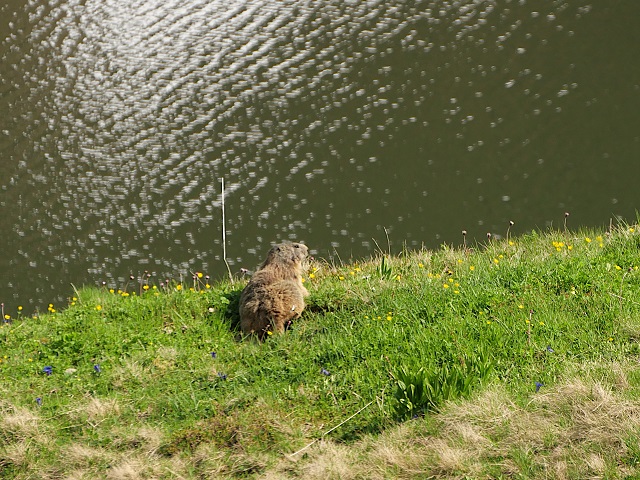 Murmele am Rappensee