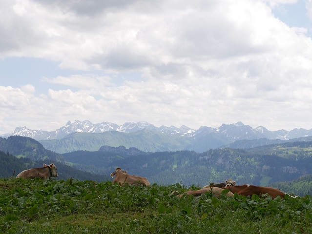 chillende Kühe mit Allgäu-Panorama