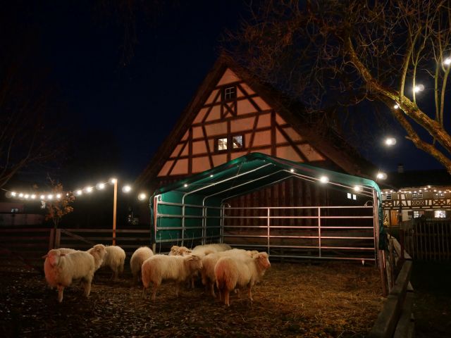 Schafe zur lebenden Krippe bei der Weihnachts-Werkstatt Illerbeuren