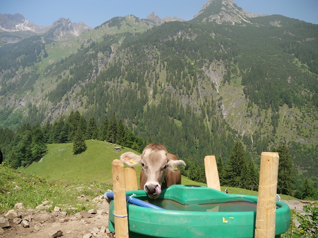 Schumpen am Wasserfass