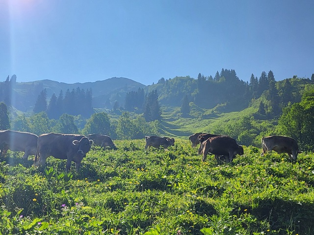 Schumpen an Peters Älpele bei Oberstdorf