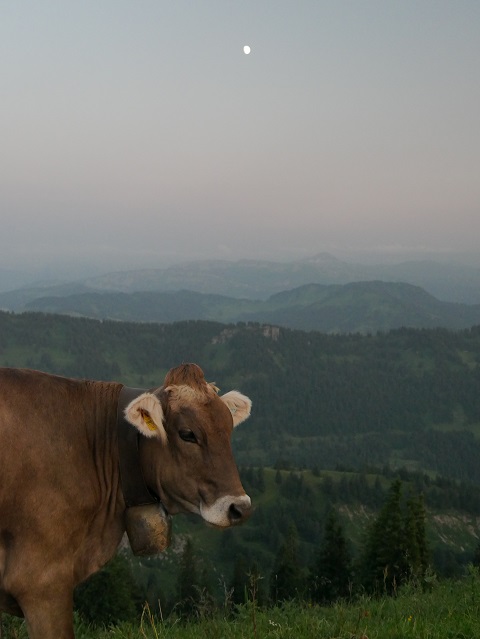 Schumpen im Mondlicht