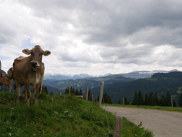 Kuh an der Sennalpe Oberbalderschwang