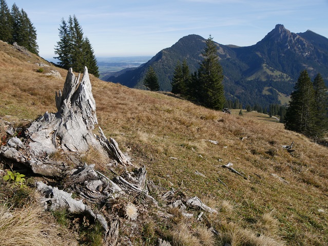Baumstumpf mit Silberdistel vor Bergpanorama