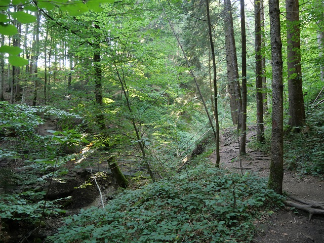 Steg im Wald