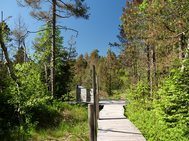 Steg und Aussichtsplattform im Werdensteiner Moos