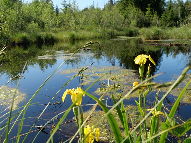 Sumpfschwertlilien an einem Moortümpel
