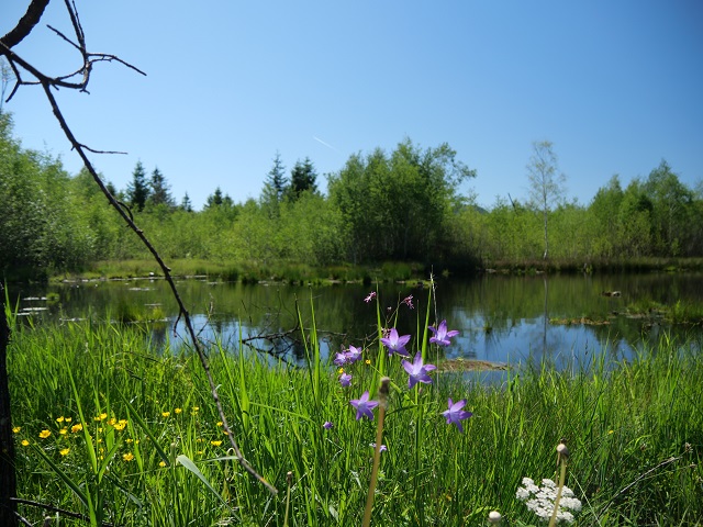 Tümpel und Blumen im Werdensteiner Moos