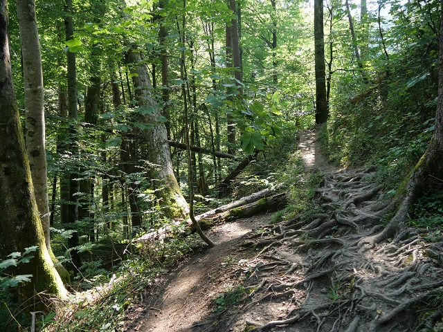 Wald-und-Wurzelweg