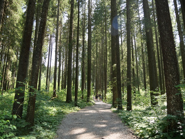Waldwanderweg im Tannheimer Tal