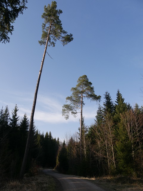 Waldweg im Königsberger Forst