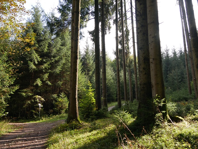 Waldweg bei Enzensberg