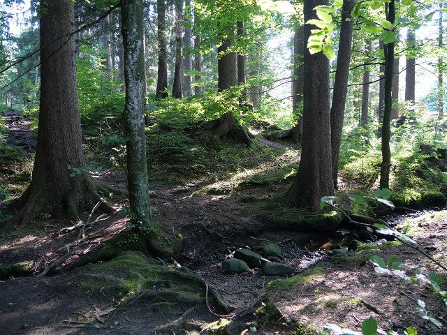 Waldweg bei Niedersonthofen