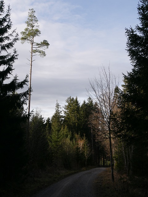 Waldweg auf dem Mangberg in Richtung Wenglingen