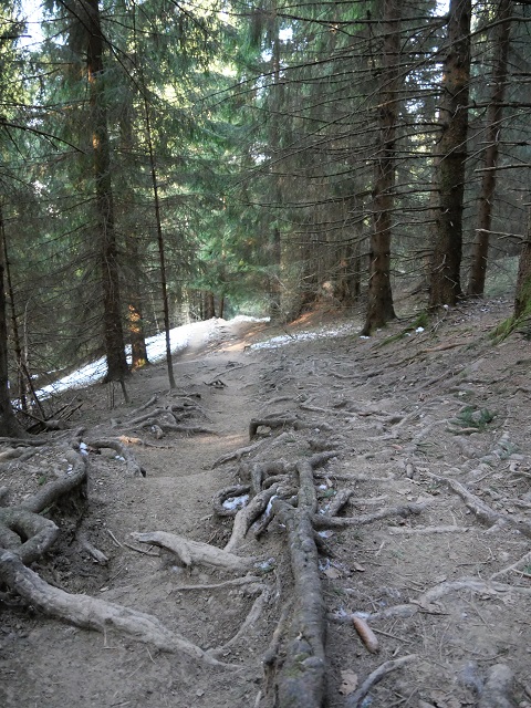 Waldwurzelweg