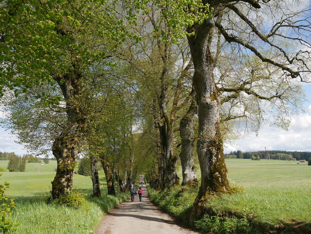 Wandern mit dem Kinderwagen im Allgäu auf der Kurfürstenallee Marktoberdorf